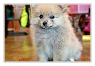 Brownie Pomeranian  - Pomeranian Dog