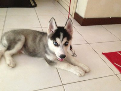 Siberian Husky  - Siberian Husky Dog