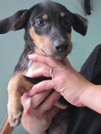 Jessie - Doberman Pinscher Mix Dog