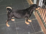 Jessie - Doberman Pinscher Mix Dog