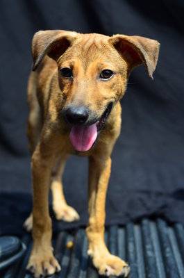 Sammmy - German Shepherd Dog Mix Dog