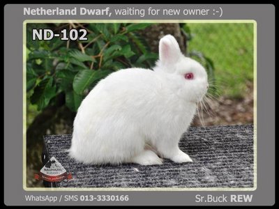 Nd102 - Netherland Dwarf Rabbit