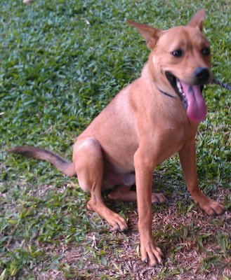 Rum - Mixed Breed Dog