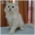 Gorgeous Boy  - Maine Coon + Persian Cat