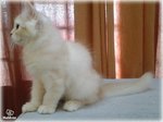 Gorgeous Boy  - Maine Coon + Persian Cat