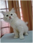 Gorgeous Boy  - Maine Coon + Persian Cat