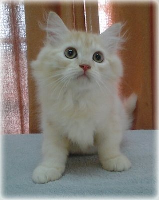 Gorgeous Boy  - Maine Coon + Persian Cat