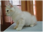 Gorgeous Boy  - Maine Coon + Persian Cat