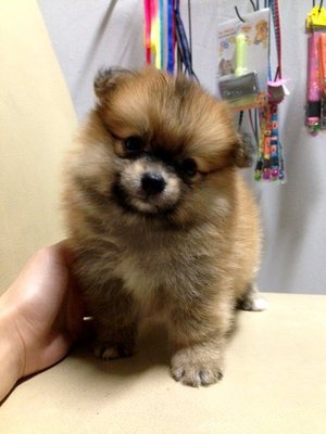 Orange Pomeranian Thick Coat  - Pomeranian Dog