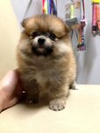 Orange Pomeranian Thick Coat  - Pomeranian Dog