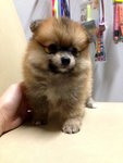 Orange Pomeranian Thick Coat  - Pomeranian Dog