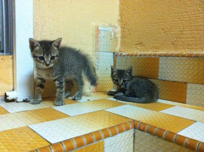 Gwen And Max - Domestic Short Hair + Tabby Cat