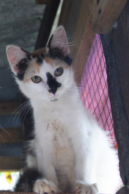 Melor - Domestic Short Hair Cat