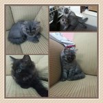 Persian + Bsh - Persian + British Shorthair Cat