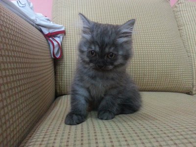 Persian + Bsh - Persian + British Shorthair Cat