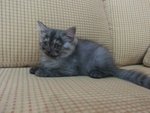 Persian + Bsh - Persian + British Shorthair Cat
