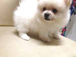  White Pomeranian Thick Fur Teddy  - Pomeranian Dog