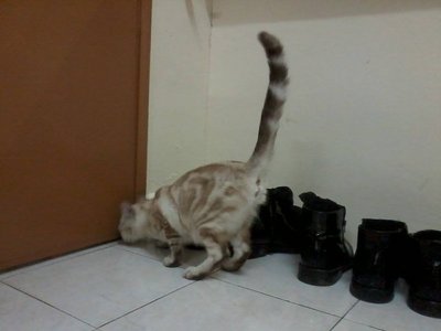 Bengal Marble(2ekor 1 Harga) - Bengal Cat