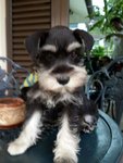 PF46190 - Schnauzer Dog