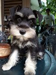 PF46190 - Schnauzer Dog