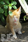 Golden - Domestic Short Hair Cat