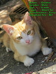 Golden - Domestic Short Hair Cat