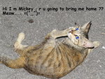 Mickey - Domestic Short Hair Cat