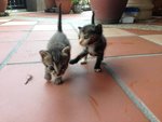 2 Orphaned Kittens - Domestic Medium Hair Cat