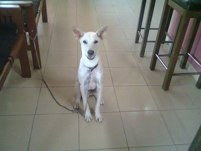 Kesas - Mixed Breed Dog