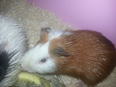 Piggy, Little Piggy, Fluffy - Guinea Pig Small & Furry