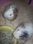 little piggy and fluffy