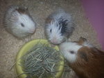 Piggy, Little Piggy, Fluffy - Guinea Pig Small & Furry