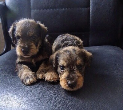 Homebreed Miniature Schnauzer Puppi - Schnauzer Dog