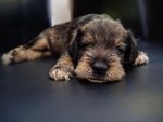 Homebreed Miniature Schnauzer Puppi - Schnauzer Dog