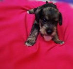 Homebreed Miniature Schnauzer Puppi - Schnauzer Dog