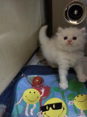 Yuki - Persian Cat