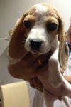 Tri Color Beagle With Mka   - Beagle Dog