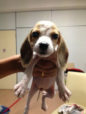 Tri Color Beagle With Mka   - Beagle Dog