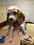 Tri Color Beagle With Mka   - Beagle Dog