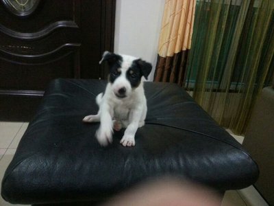 Mrs. Lim Puppy - Mixed Breed Dog