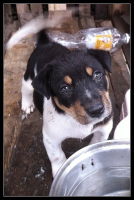 Archie - Terrier Mix Dog