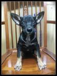 Teeny - Miniature Pinscher Mix Dog