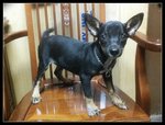 Teeny - Miniature Pinscher Mix Dog