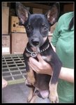 Teeny - Miniature Pinscher Mix Dog