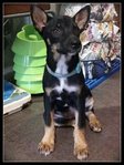 Teeny - Miniature Pinscher Mix Dog