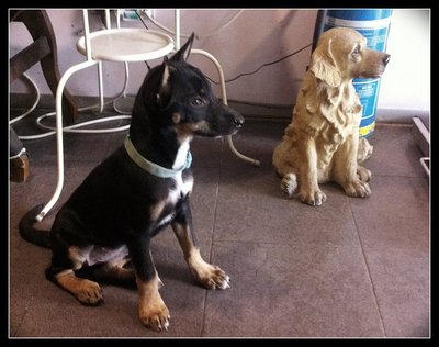 Teeny - Miniature Pinscher Mix Dog