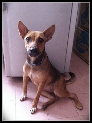 Maria Lost In Kepong - Miniature Pinscher Mix Dog