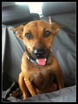 Maria Lost In Kepong - Miniature Pinscher Mix Dog