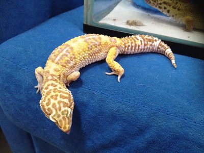 Leopard Gecko (Tremper Albino) - Gecko Reptile