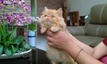 Potter - Persian Cat